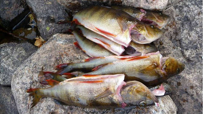 Vesistöjen vaarallisten aineiden pitoisuuksia seurataan Suomessa ja Ruotsissa yleisimmin ahvenista. Kaloista löytyy mm. elohopeaa, palonestoaineita ja fluorattuja yhdisteitä, mutta Lapissa pitoisuudet ovat alhaisemmat kuin teollisuuden ja kaupunkien vaikutusalueella.