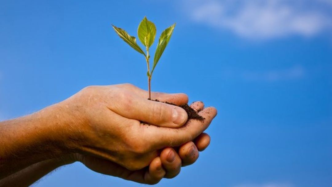 Händer som håller växten