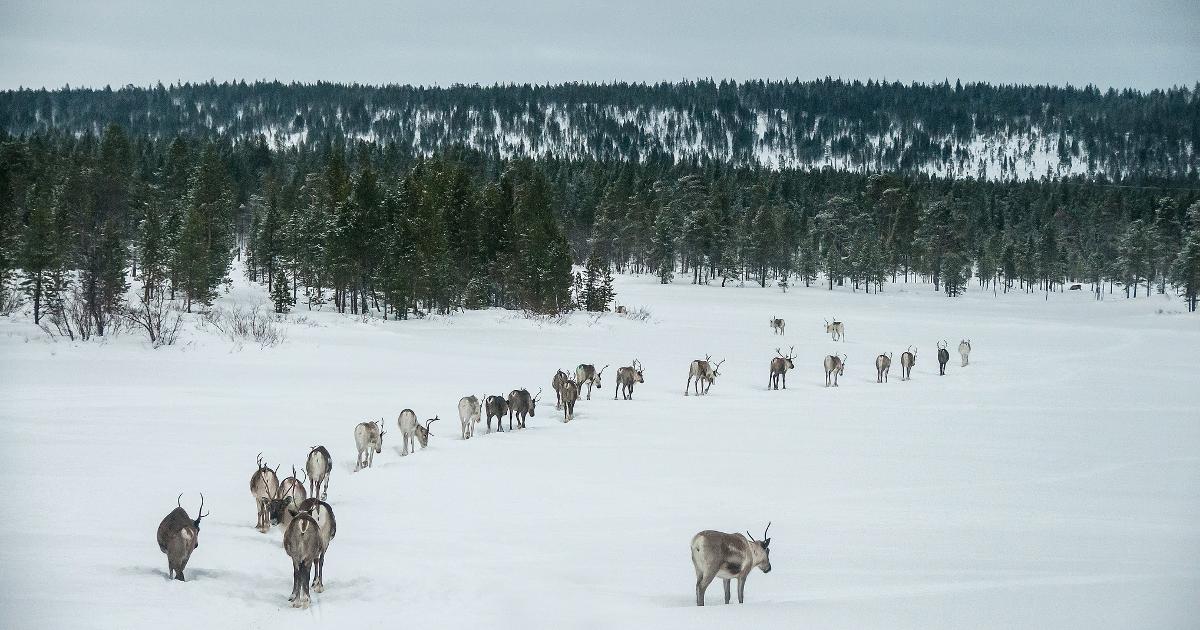 Reindeers in snow covered winter landscape. (Photo: Stefano Barzellotti / Shutterstock)