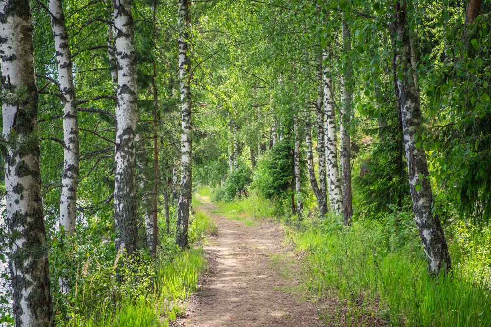 Kuva metsätiestä keväisessä sekametsässä