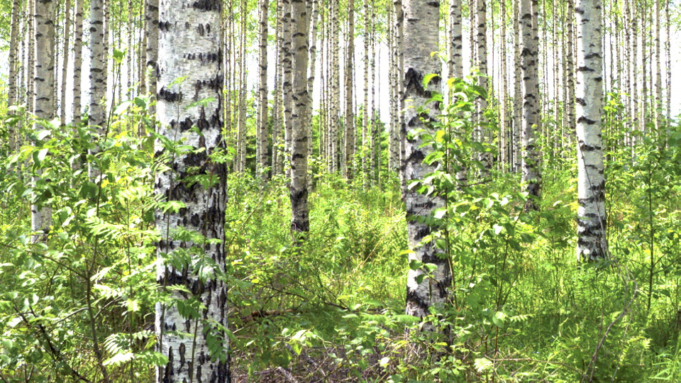 Kuva koivumetsästä