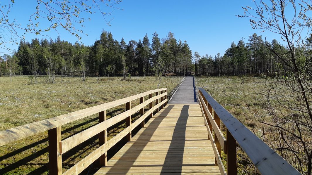 Suon ylimenosilta keväisessä Kurjenrahkan kansallispuistossa, taustalla metsää