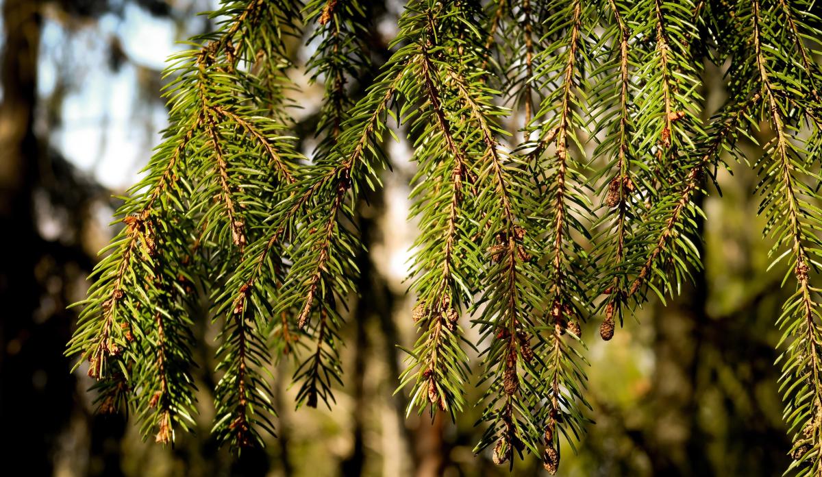 Kuvituskuva, jossa kuusenoksa