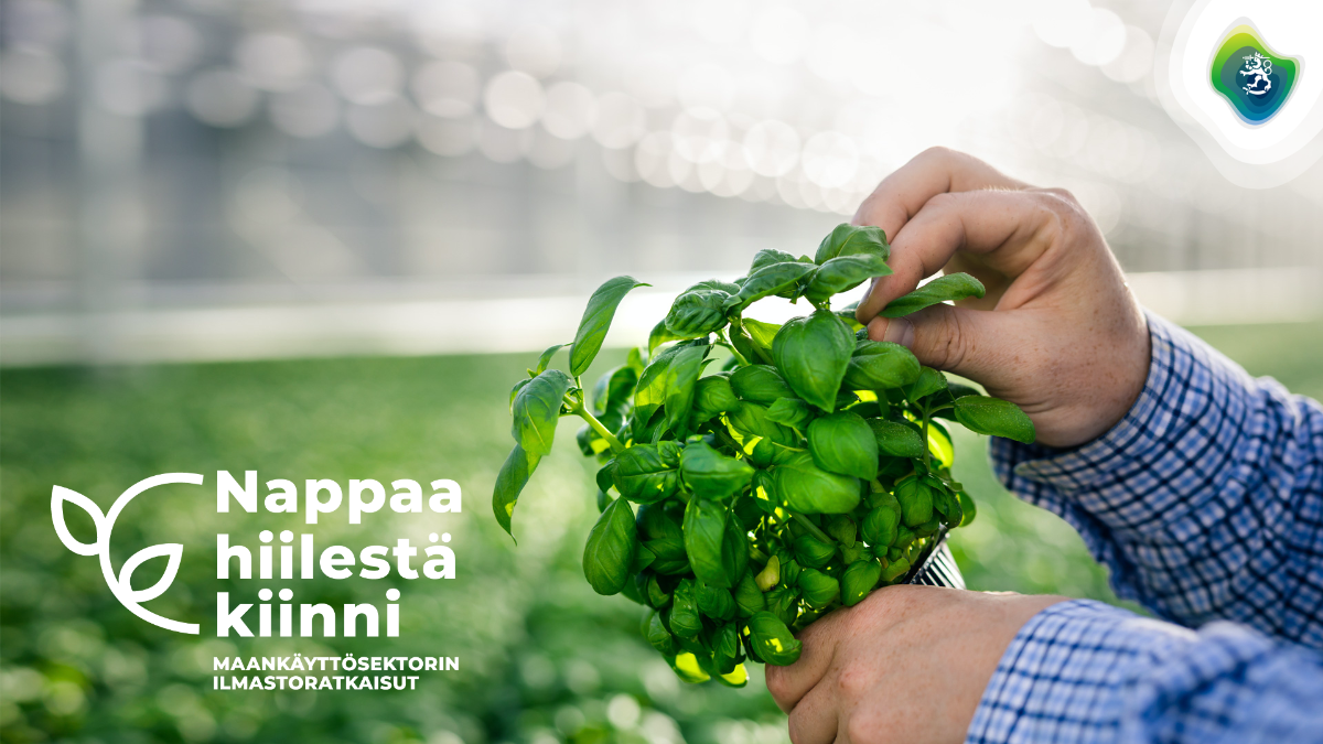 Kasvihuoneessa mies nyppää basilikan lehden, tekstinä Nappaa hiilestä kiinni maankäyttösektorin ilmastoratkaisut