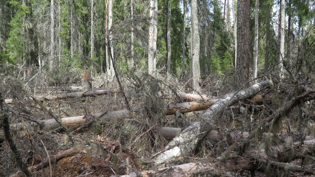 Myrskutuhoja luonnonsuojelualueella