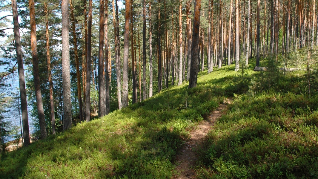 Päijänteen kansallispuistossa harjumetsää ja rantaa