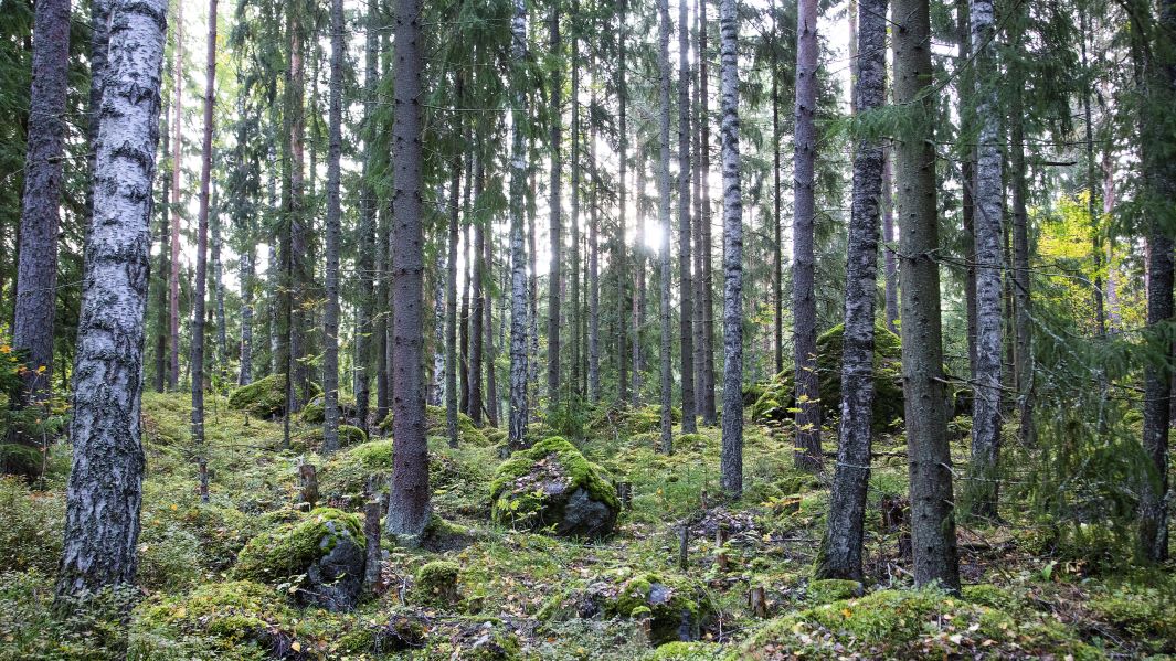 Hoidettua sekametsää