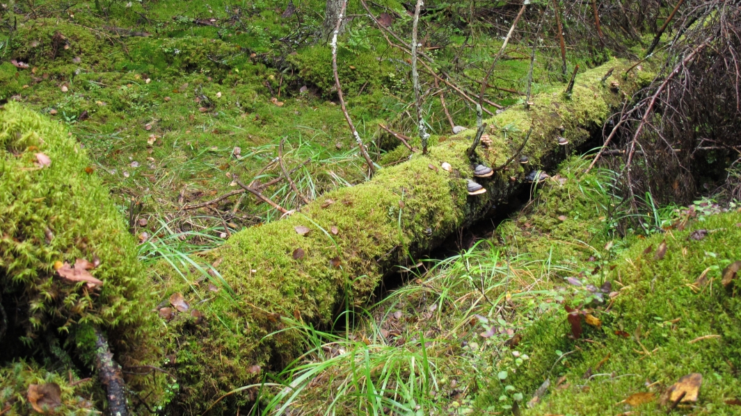 Suometsää, lahopuuta ja kääpiä