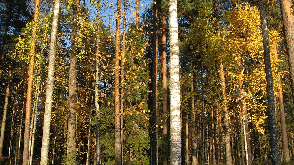 Syysruskaisen sekametsän puunrunkoja