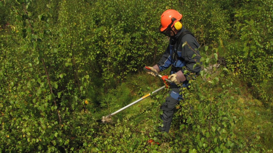 Taimikon varhaishoitoa