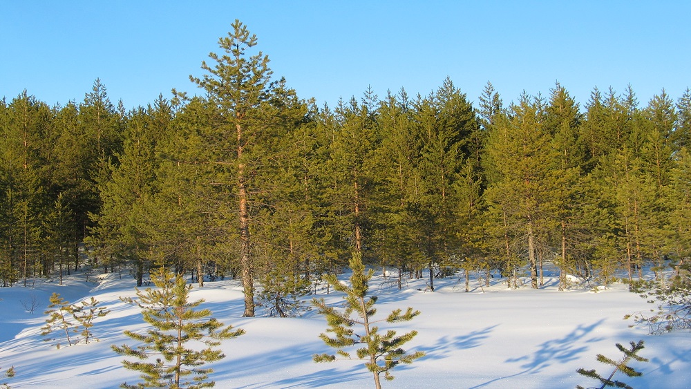 Talvinen suometsä, jossa mäntyjen edessä näkyy auringossa kimmeltävä hanki