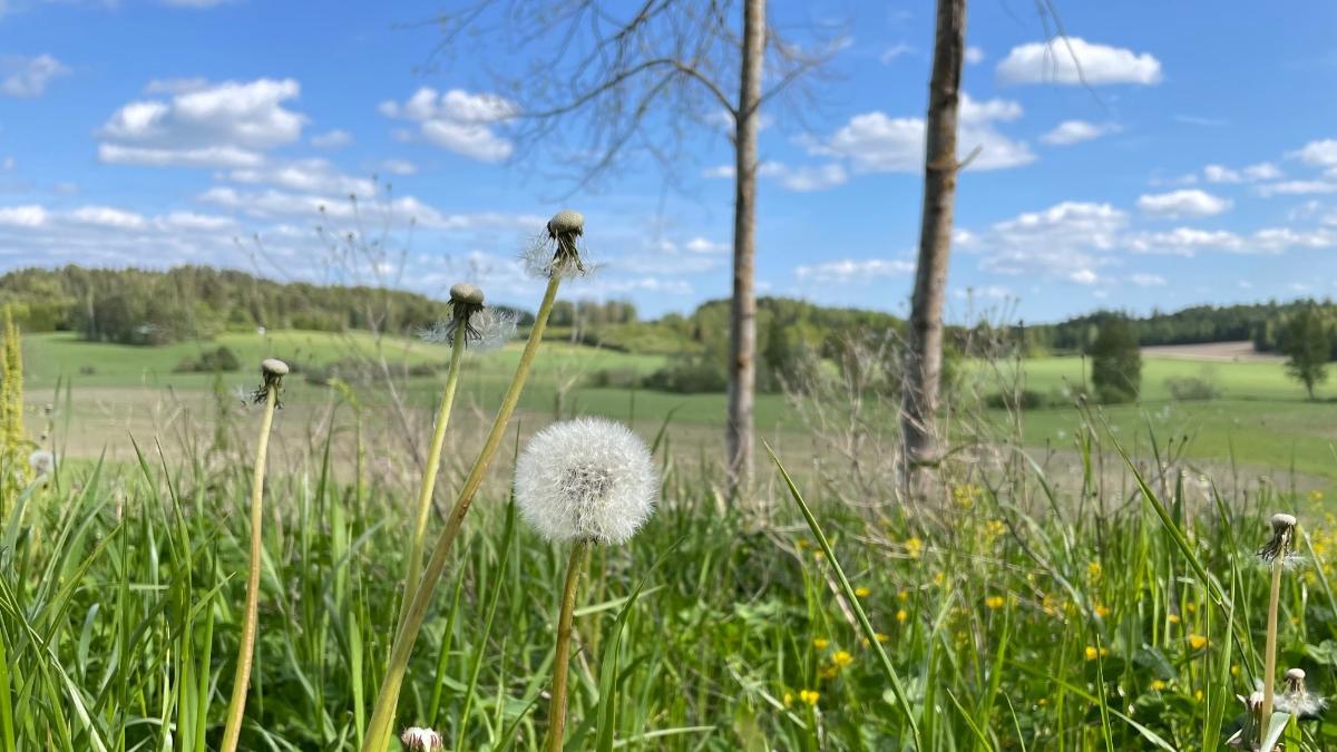 Kuvituskuva kesäisestä peltomaisemasta
