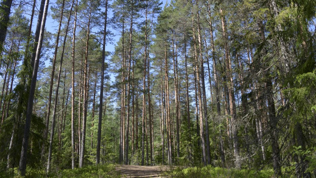 Keväistä talousmetsää, mäntyjä, kuusia ja lehtipuita