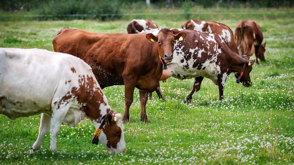 Lypsylehmiä laiduntamassa ja syömässä apilapellolla.