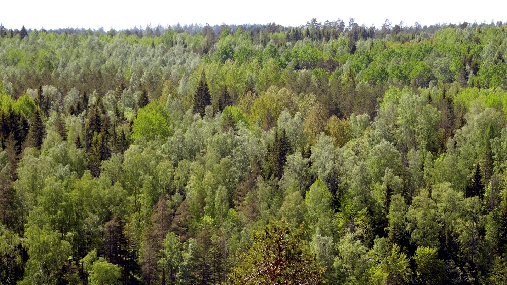 Ilmakuva sekametsästä