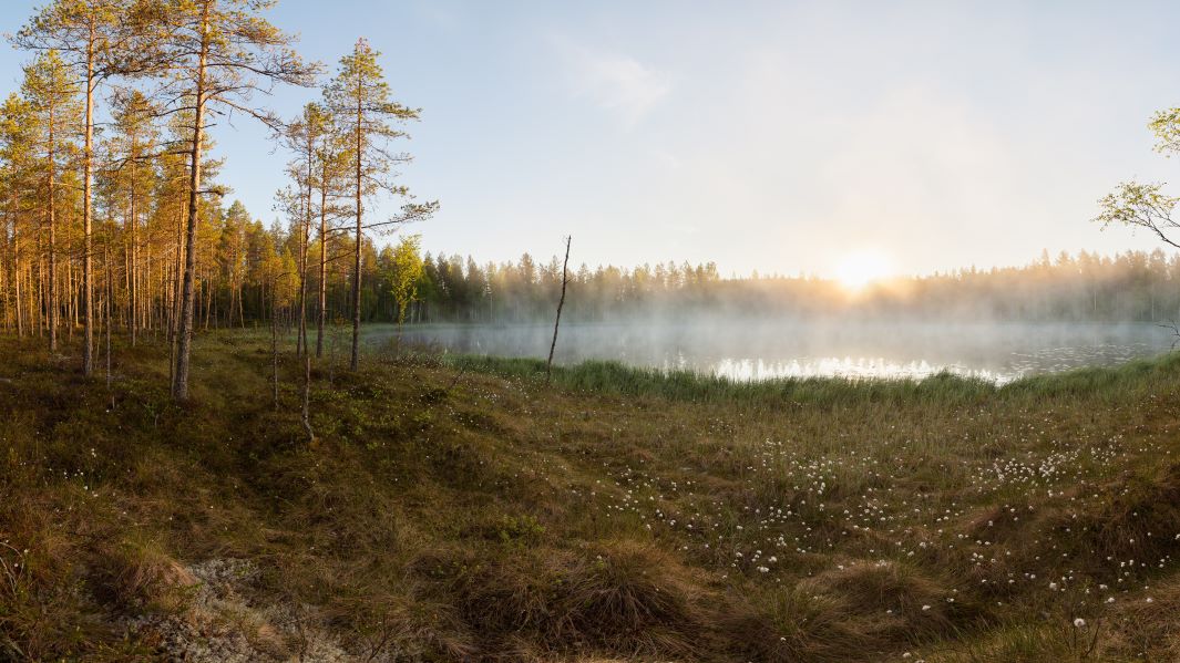 kuva syysaamun huuruisesta suomaisemasta, etualalla tupasvillaa, keskellä lampi ja taustalla metsää