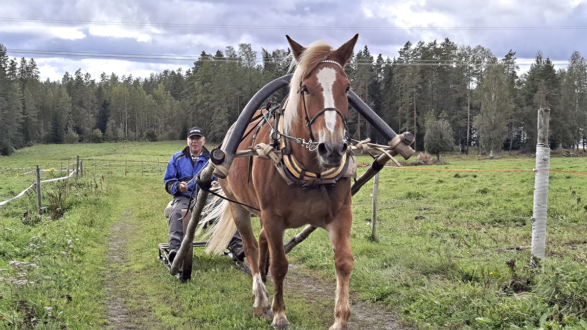 Suomenhevonen