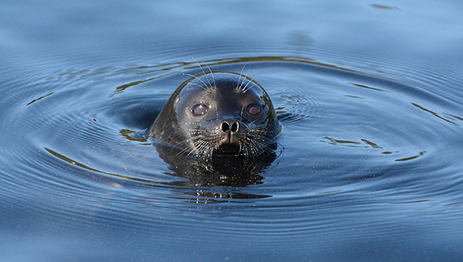 seal's pup