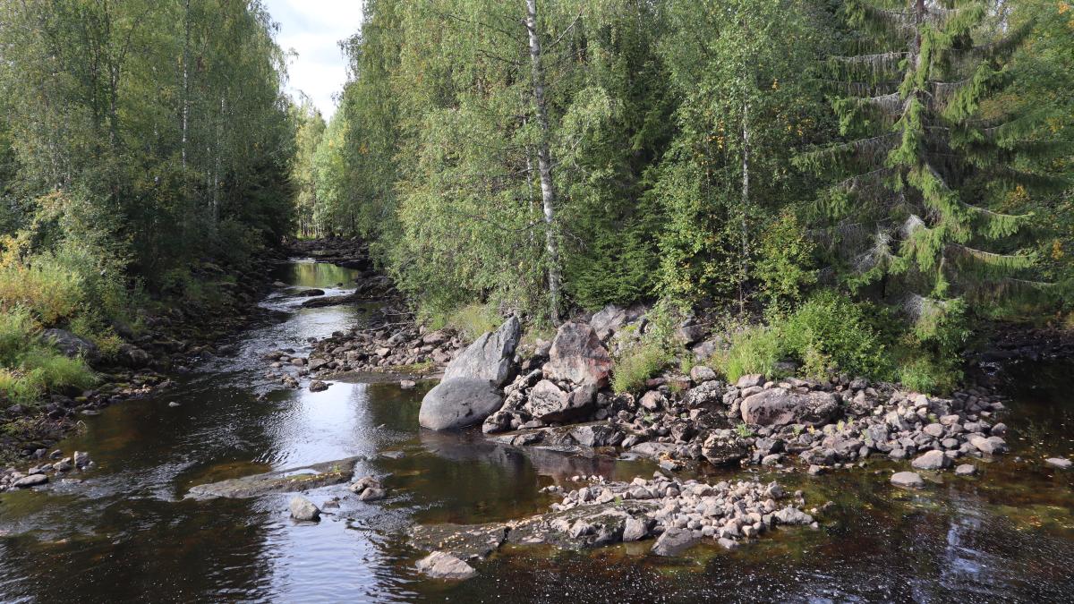 Ström i skogen.