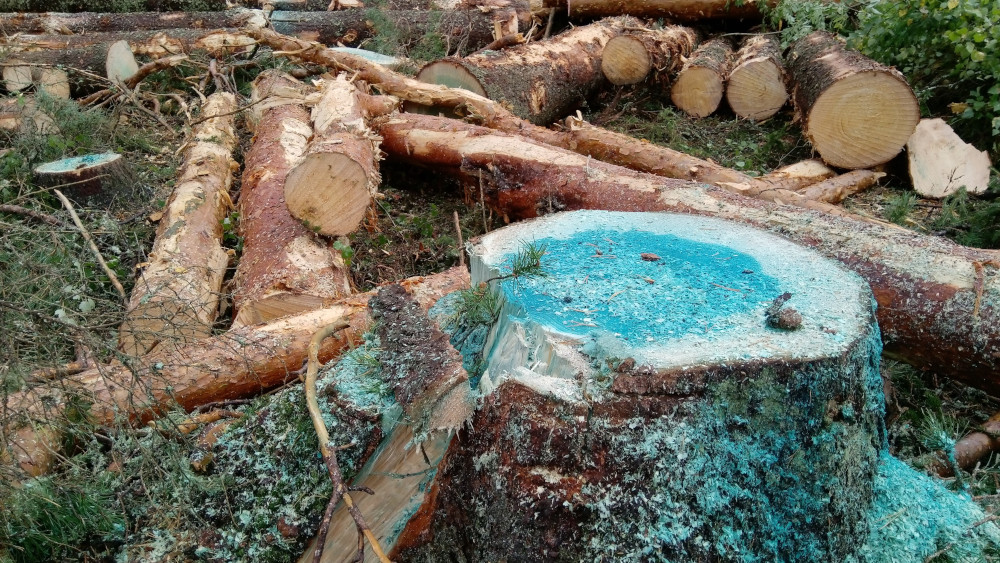 Tuore kanto, johon on levitetty ureaa