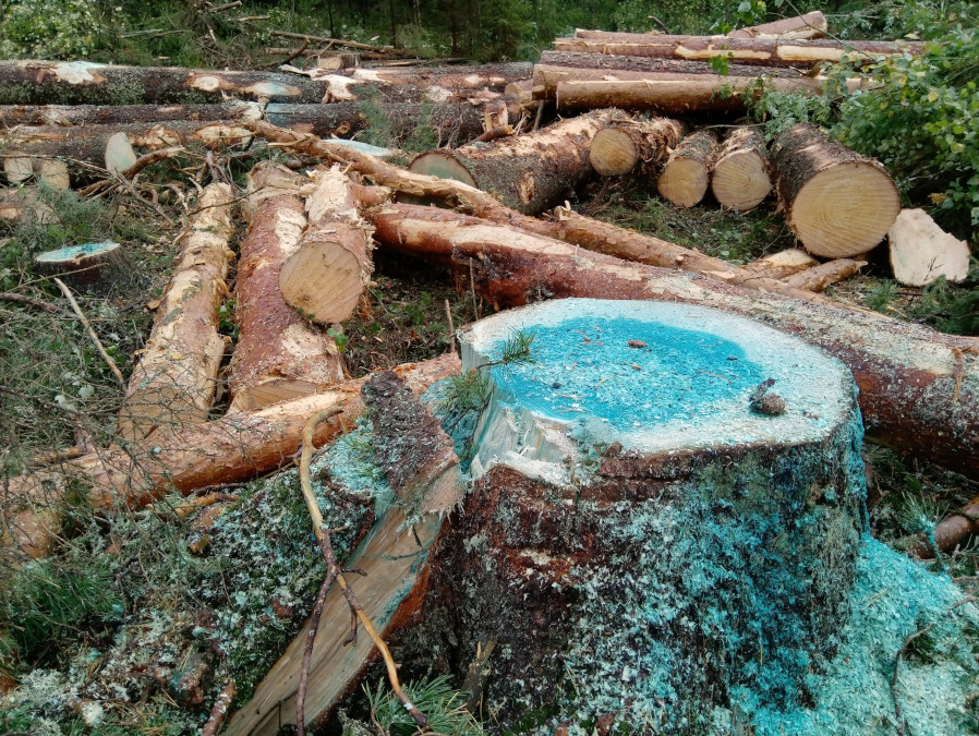 Tuore kanto, johon on levitetty ureaa