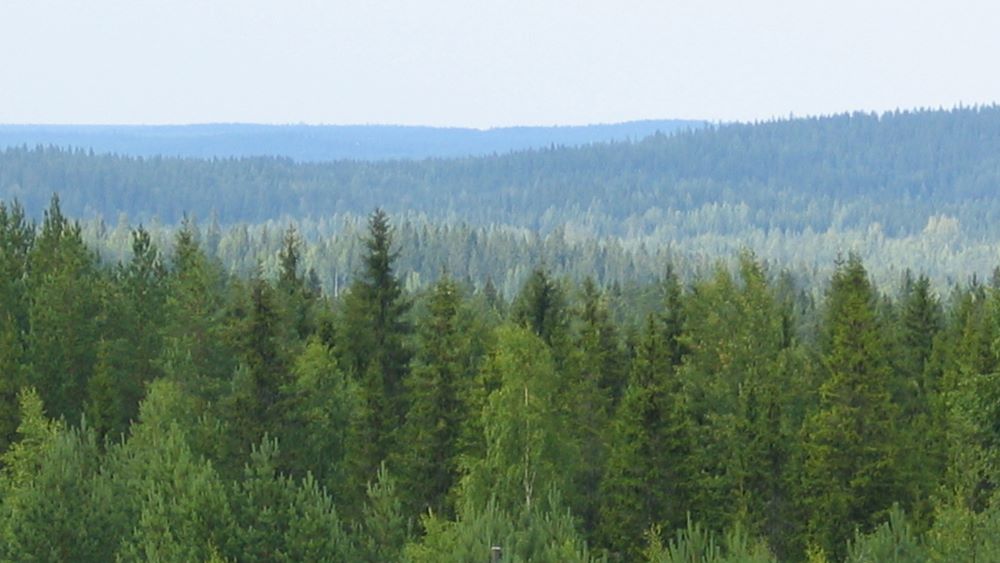 metsä