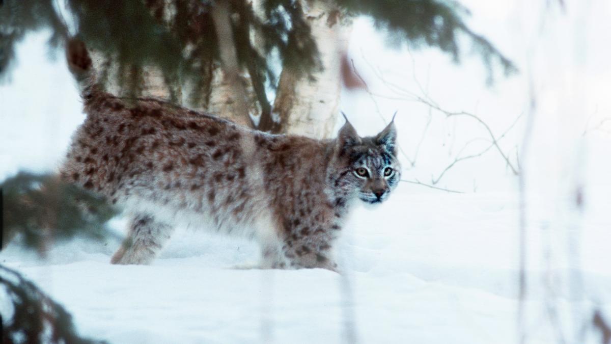 Ilves lumisessa maisemassa.