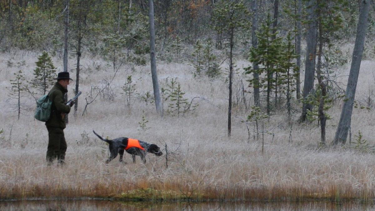 Metsäkanalinnustaja