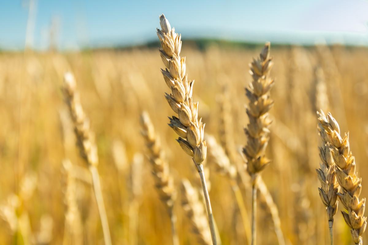 Huoltovarmuuspaketin sisältö infograafina