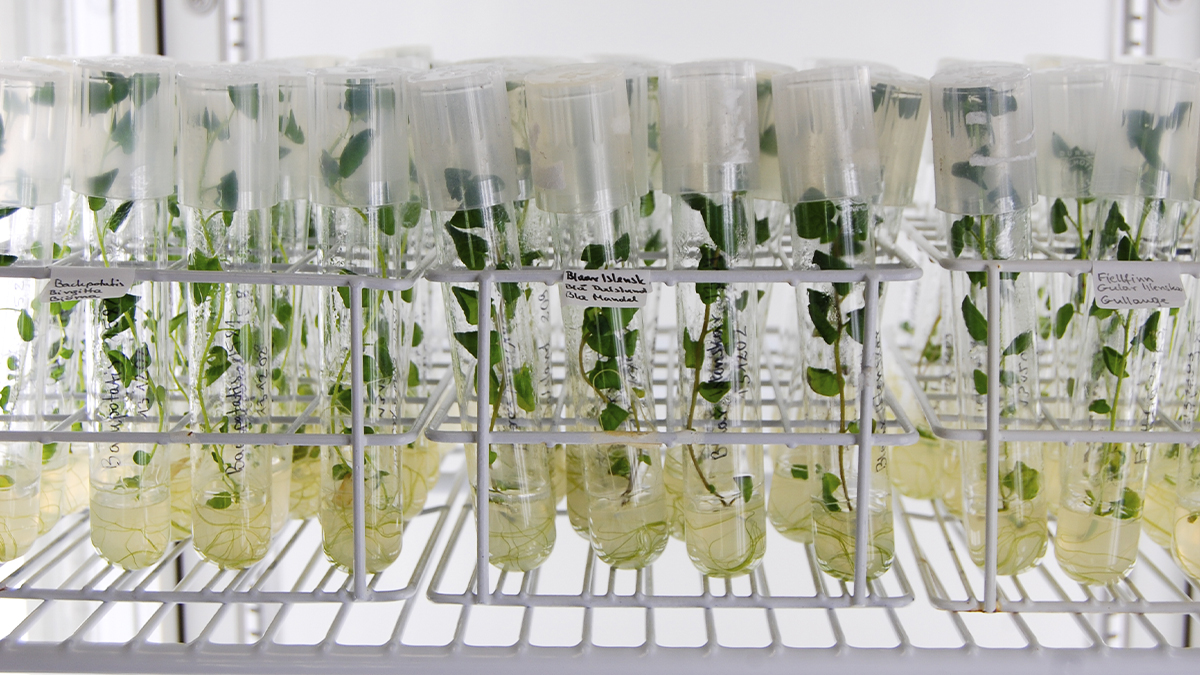 perunakasveja koeputkessa