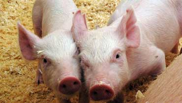 Kaksi porsasta, kuvituskuva