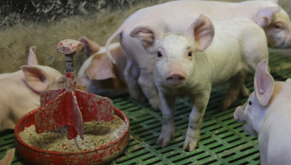 Possut ovat karsinassa rehukupin ääressä