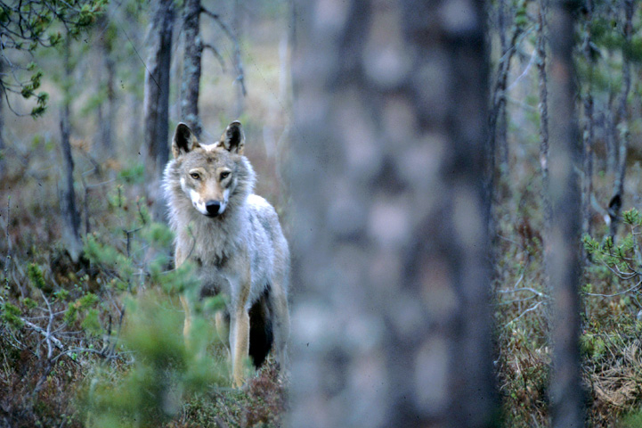 Asetus suden kannanhoidollisesta metsästyksestä lausunnoille