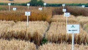 Administrative sector