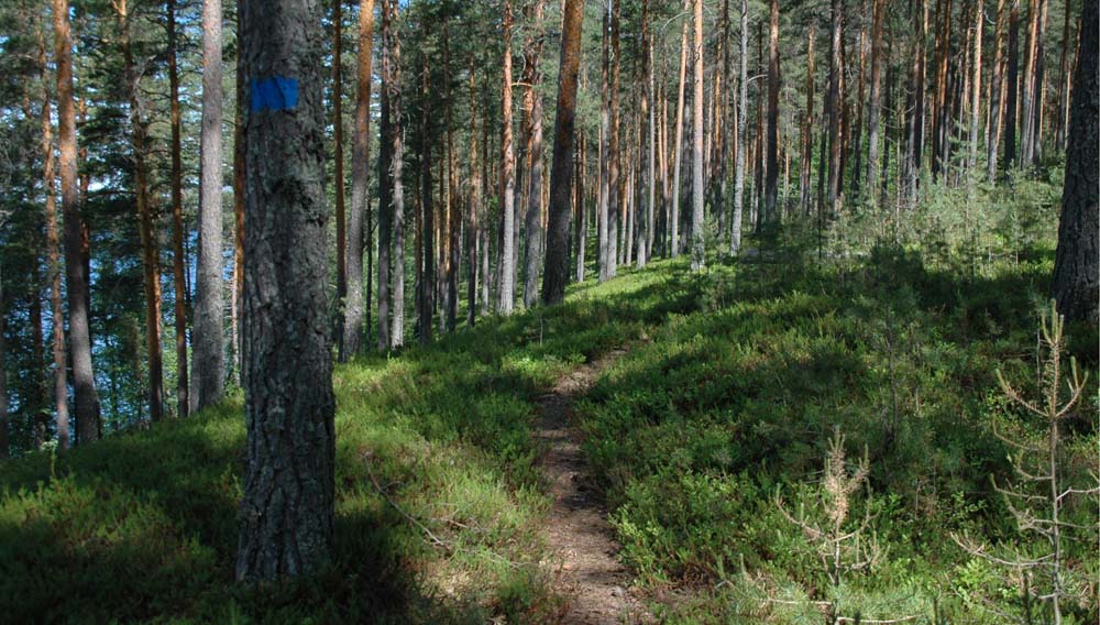 Skogsvårdsrekommendationerna om kontinuitetsskogsbruk och anpassning till  klimatförändringen har uppdaterats