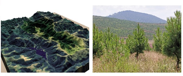 Meksikolaista metsää