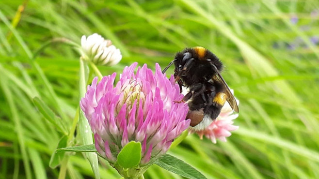 Kuva pölyttäjämehiläisestä