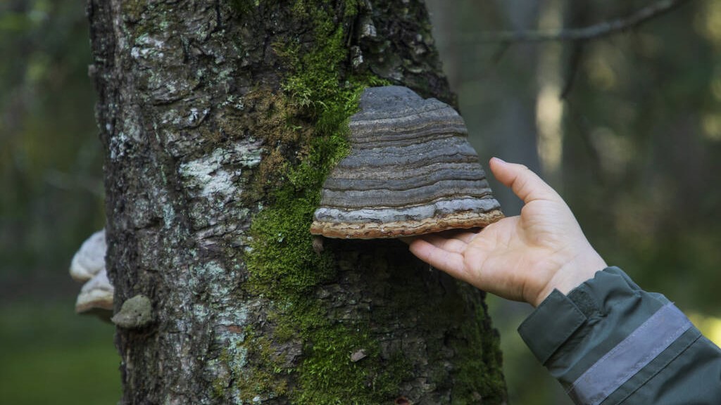 Vapaaehtoinen Metsien Suojelu Metsänomistajien Suosiossa – METSO ...