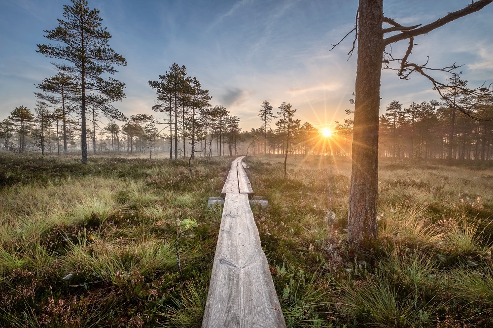 Kuva pitkospuista suolla, taustalla auringonnousu