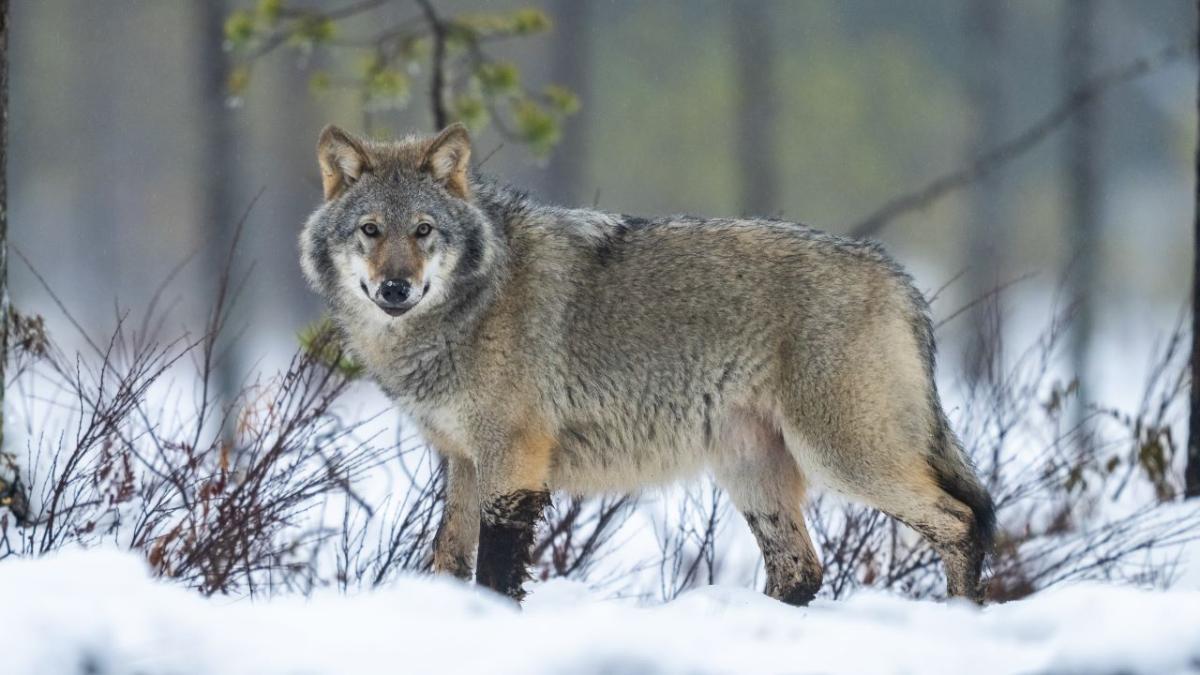 Kuvassa Suomessa talvella kuvattu susi.