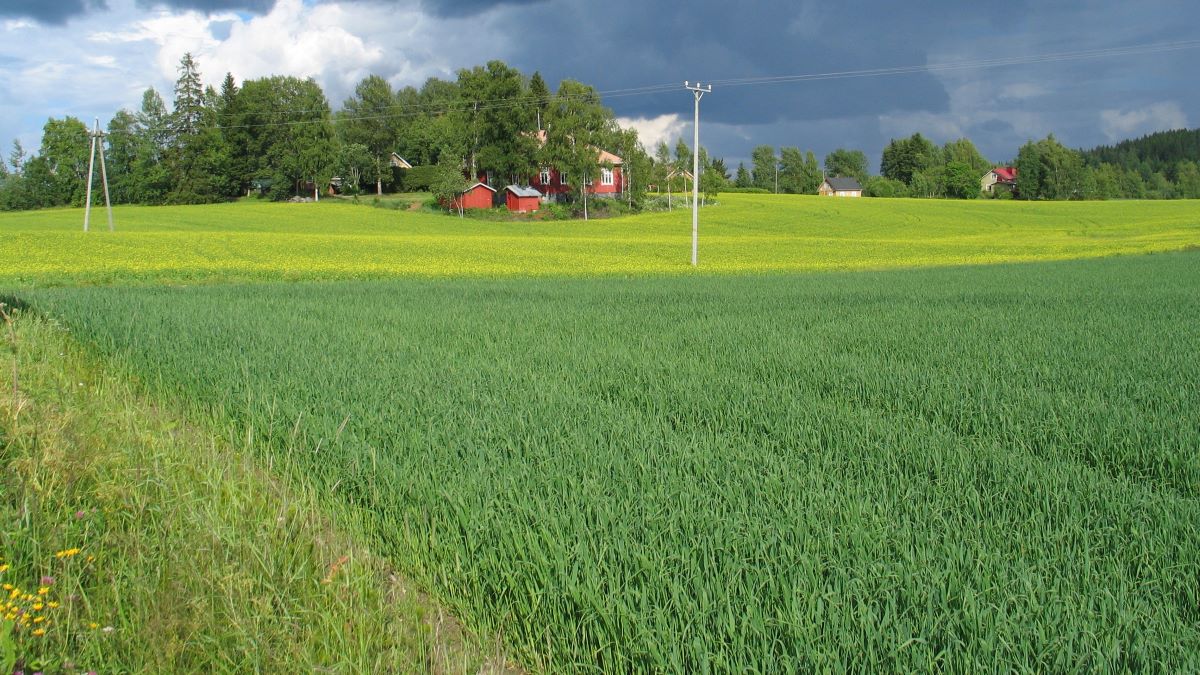 Maataloustukien maksaminen aikaistuu syksyllä 2026