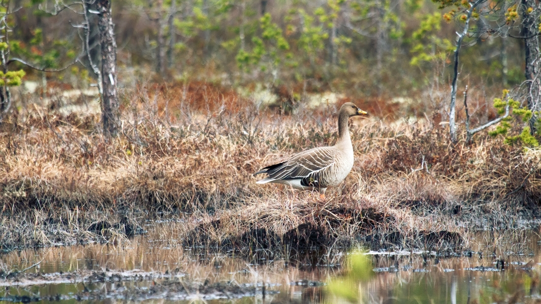 Vesilintujen hämärämetsästyskielto jatkuu kolmella vuodella