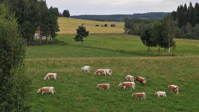 Kyyttöjä laiduntamassa Hollolassa.