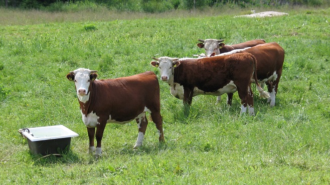 Nuoria nautoja laitumella.