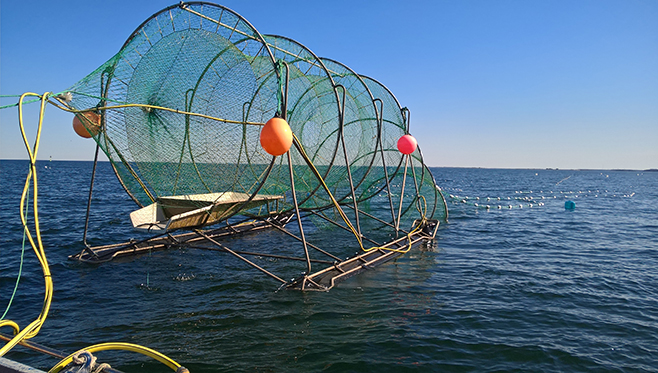 Lohet ja siiat nostettiin rysistä paineilman avulla. Rysien isosta koosta huolimatta saaliina vain kuusi lohta ja parikymmentä siikaa..