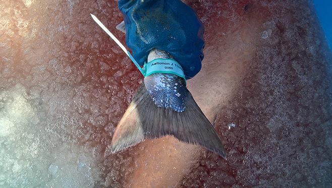 Lohille kalastajakohtaisesta kiintiöstä kertova merkki pyrstöön, jonka perusteella voidaan jäljittää sekä kalastaja että montako lohta kiintiöstä on kalastettu.