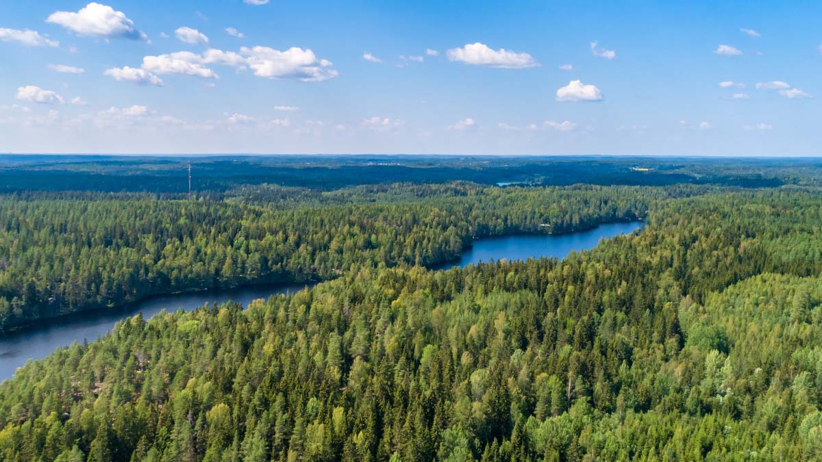 Ilmasta otettu kuva kesäisestä havumetsästä, jonka keskellä on kapea järvi.