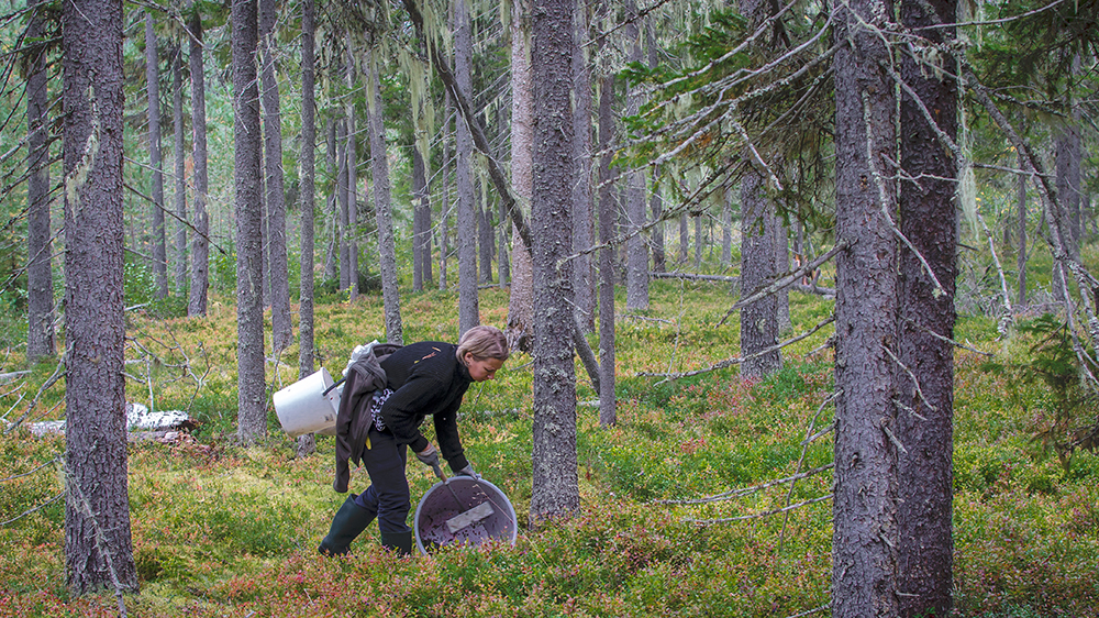 Marjanpoimija suomalaisessa kuusimetsässä poimurin ja repun kanssa poimimassa metsämarjoja.
