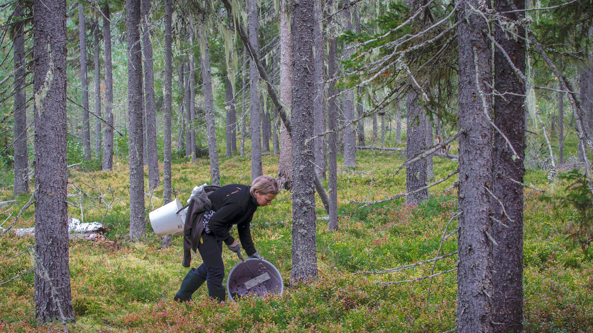 Marjanpoimija metsässä.