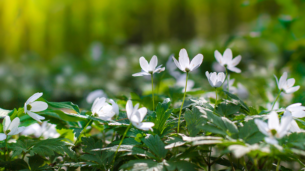 Alueelliset kehitysnäkymät keväällä 2022